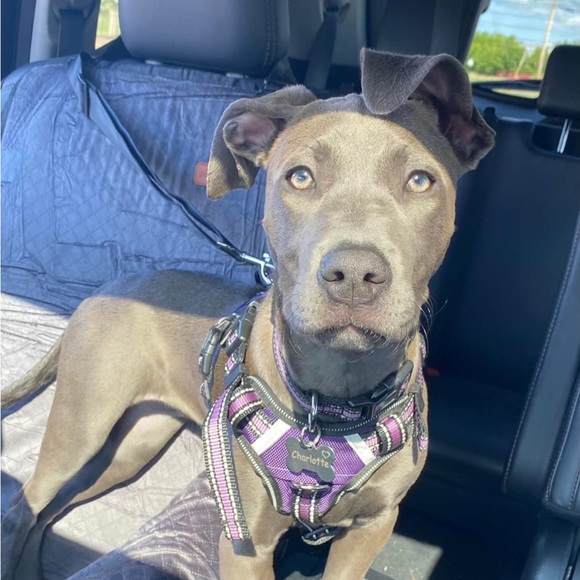 Meet your Posher, Kristy - Picture 6 of 8